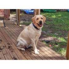 Calendars are a4 sized, absolutely stunning, and 100% of all proceeds go to looking after the beautiful rescue labradors in our care and saving more across the country. Registered Labrador Retriever Dog Breeders In Victoria Vic