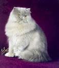 Persian Cat Coat Patterns and Colors - Pet Central by Chewy