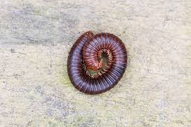5 Ways To Get Rid Of Millipedes Northwest Exterminating