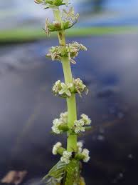 Image result for Hydrostachys myriophylla