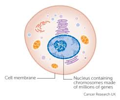 How quickly do tumours develop? the short answer is it varies from tumour to tumour. How Cancer Starts Cancer Research Uk