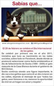 Era el gato del entonces presidente de los estados unidos, bill clinton. Febrero 20 Dia Internacional Del Gato Dia Internacional Del Gato Gatos Animales Frases
