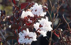 Black Diamond Pure White Crape Myrtle Myrtle Tree Purple Plants Crape Myrtle