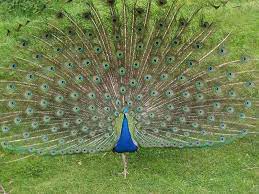 Innate Animal Behavior Boundless Biology