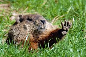 Do Woodchucks Really Chuck Wood Groundhog Happy Groundhog Day Animals