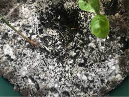Check spelling or type a new query. Is There A Way To Kill The Mold On Soil Surface In Pots Gardening Landscaping Stack Exchange