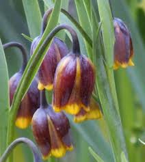 Image result for Uvaria edulis