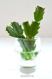 Image result for cactus cuttings