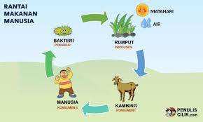 Dan kami yakin pastinya kita semua pernah belajar hal tersebut. Gambar Rantai Makanan Di Sawah Kebun Hutan Sungai Laut Dan Manusia Penulis Cilik