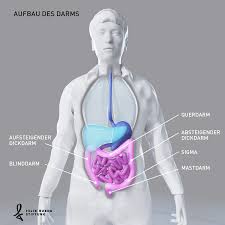 Aufbau Des Darms Darmkrebs De