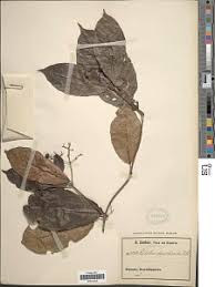 Image result for Rutidea