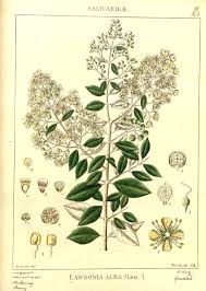 Image result for Lawsonia inermis