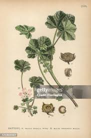 Image result for Malva neglecta