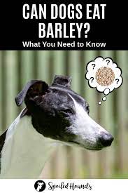 Can Dogs Eat Barley What To Know About Dogs And Barley