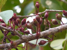 Image result for Warneckea sp.