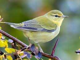 Image result for Oldenlandia verrucitesta