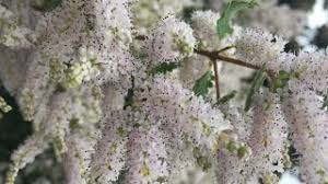 Image result for Tetradenia urticifolia