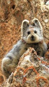 Ili Pika A Type Of Tiny Mountain Dwelling Mammal Found In The Tianshan Mountains Of Northwestern China Endangered Ani Rare Animals Animals Animal Pictures