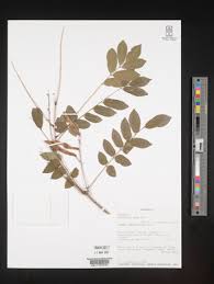 Image result for Millettia eetveldeana