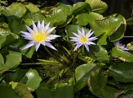 Image result for Nymphaea heudelotii