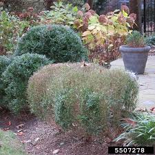 Boxwood Blight Minnesota Department Of Agriculture