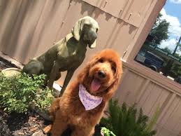 Maybe you would like to learn more about one of these? Mobile Pet Grooming Services Houston Texas Haute Pets