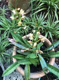 Image result for Oeceoclades maculata