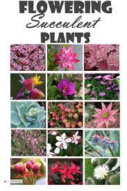 Find out if your bloom is a death bloom or not here. Flowering Succulent Plants Succulent Plants With Flowers Blooming Succulents Flowering Succulents Types Of Succulents Plants