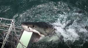 Does great white shark have family? Photo Gallery 4 Fascinating Behaviors Of Great White Sharks And What They Mean