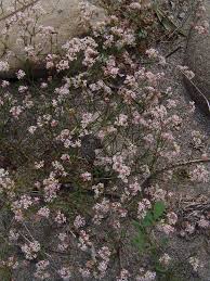 Image result for Kohautia cynanchica