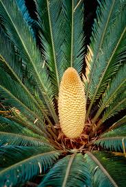 Image result for Cycas