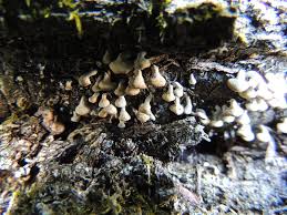 Image result for Polyporus pendulus