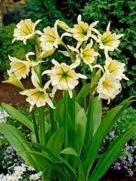 Image result for Ismene narcissiflora