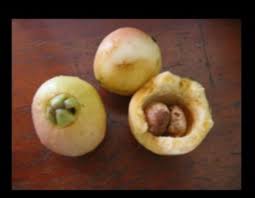 Pomarosa From Tropical South America Fragrant Taste Comida Sureste De Asia Frutas