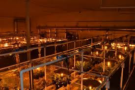 In other words, they act as a utility to support the growth of your plants all year round without relying on natural solar. Commercial Indoor Grow Light And Lightrail Light Movers