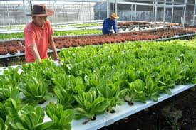 Nutrisi hidroponik organik dari daun kering. Perbedaan Budidaya Hidroponik Dan Konvensional Yang Ada Di Indonesia Ternak Duit
