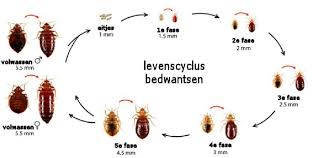 bedwantsen zijn kleine bijtende beestjes die leven van bloed van zoogdieren waaronder de mens het wezentje kan binnen een bedwantsen levenscyclus zoogdieren