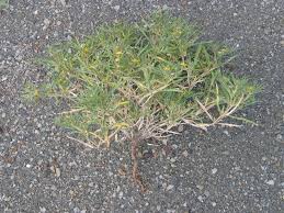 Image result for Geigeria pectidea