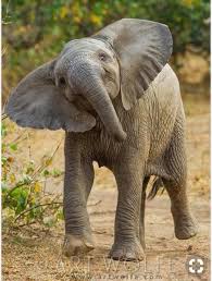 Pin By Javier On Elephants Baby Elephant Elephant Animals Wild