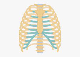 2006 kia optima belt diagram. Structure Of The Ribcage And Ribs Unlabeled Rib Cage Diagram Hd Png Download Transparent Png Image Pngitem