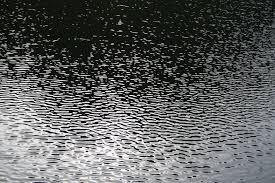 By default ripples will fade in on interaction with the directive's host element. Free Photo Ripples Beach Flow Ripple Free Download Jooinn