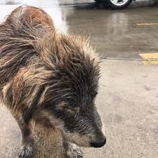 Dripping Wet Dog Refuses To Move From Her Spot Until Her Rescue Dog Rescue Stories Dogs Animal Shelters Near Me