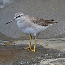 Image result for Tragia brevipes-benthamii-okanyu