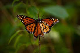 Viaja Mariposa Monarca Hasta El Estado De Mexico Y Michoacan Desde Canada Y Estados Unidos Radio Expresion Mexico