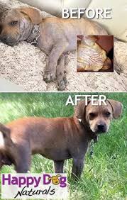 They must be treated as well, even though the mites may not yet have made an appearance or caused symptoms. How To Treat Dogs With Mange Quora