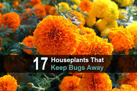 There are many analyses for the effects of the marigold flower on insects. 17 Houseplants That Will Keep The Bugs Away Homestead Survival Site