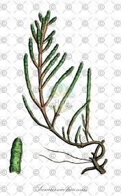Image result for Sarcocornia perennis