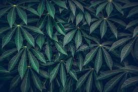 Download, share or upload your own one! Dark Green Leaves Background Green Leaves Pattern Background Natural Background And Wallpaper Stock Photo Image Of Background Flora 156370828