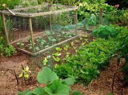 1 ﻿ if you have a shrub they keep gnawing on, trying using a rabbit repellent. How To Keep Rabbits Out Of The Garden