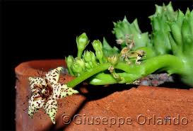 Image result for Orbea lugardii